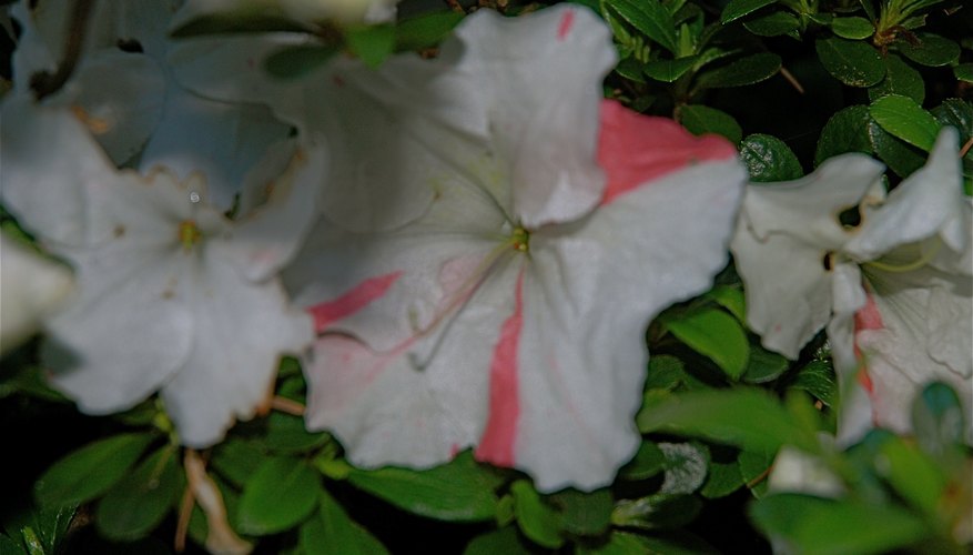 White Azaleas White Azaleas