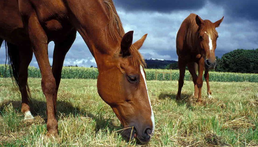 Healthy pastures mean healthy horses. Healthy pastures mean healthy horses.