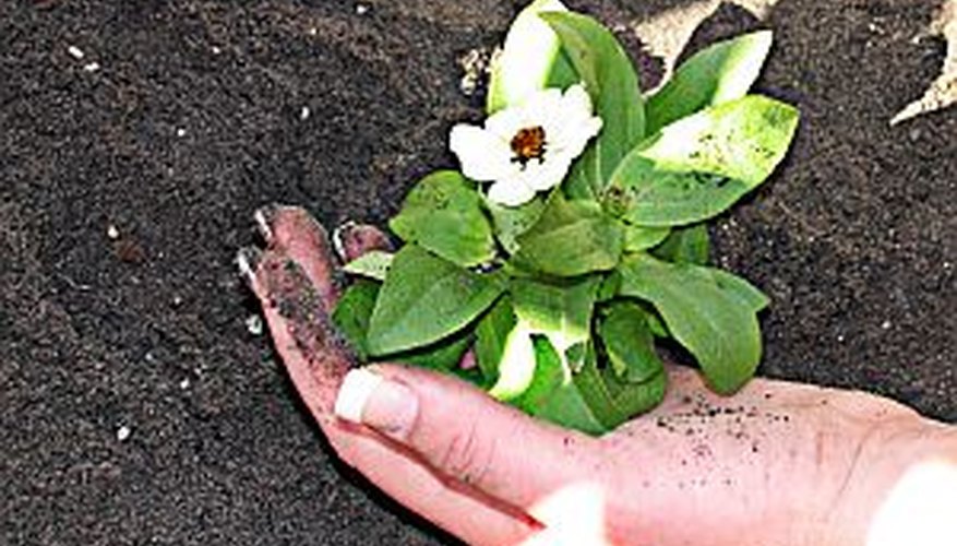 Plant Vinca Minor as an attractive ground cover. Plant Vinca Minor as an attractive ground cover.