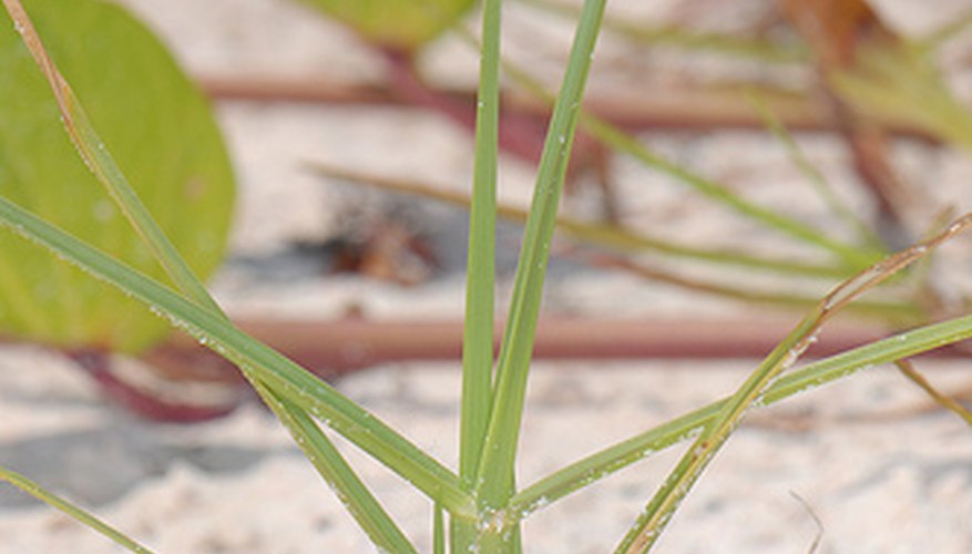 Sheathed paspalum Sheathed paspalum