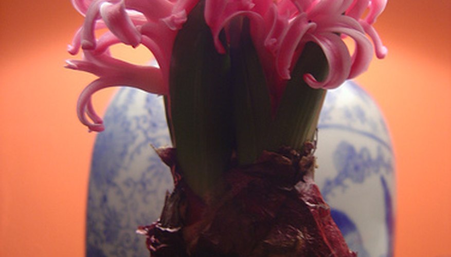 Pink Hyacinth Grown Indoors Pink Hyacinth Grown Indoors
