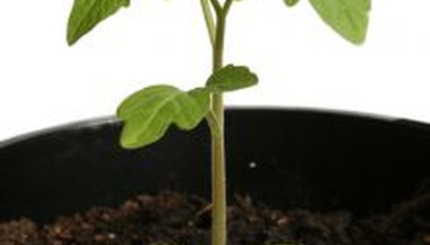 Tomato plant ready to transplant. Tomato plant ready to transplant.