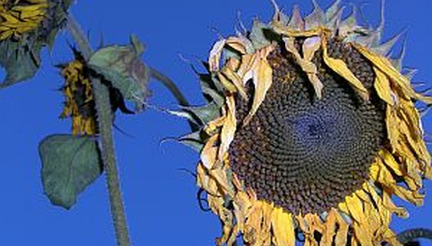 Harvest sunflower seeds for planting next season to recreate the beautiful show. Harvest sunflower seeds for planting next season to recreate the beautiful show.