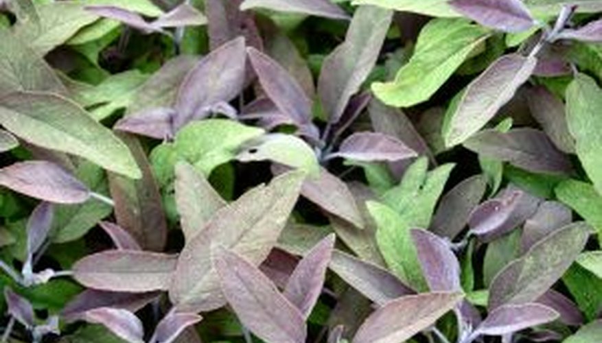 Purple Sage Purple Sage