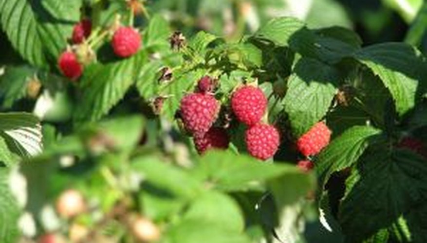 Most raspberries are red in color. Most raspberries are red in color.