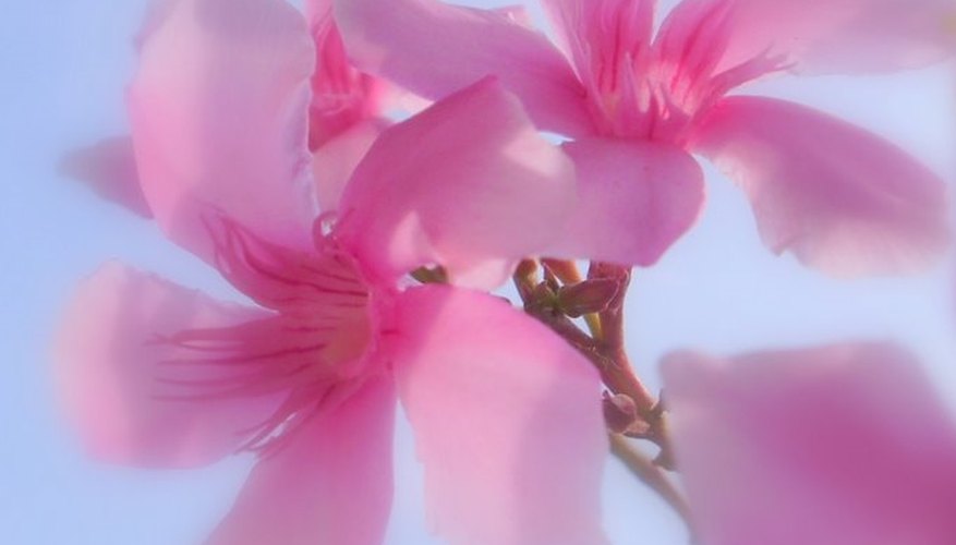 Oleander in India Oleander in India