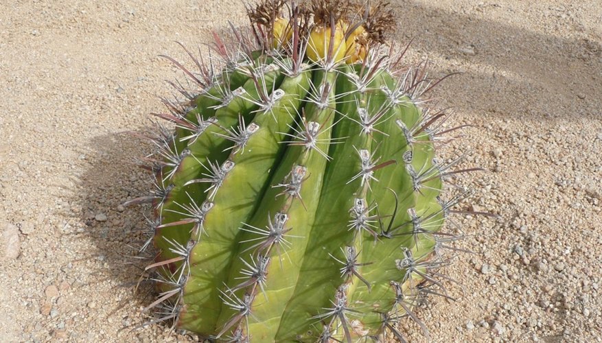 Take note of which direction the crown faces before moving a barrel cactus. Take note of which direction the crown faces before moving a barrel cactus.