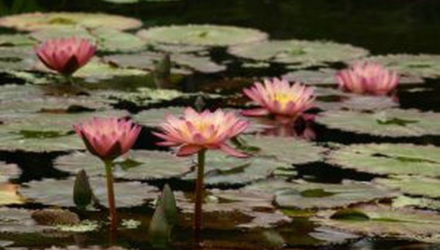 Do it yourself backyard ponds can be oases of delight. Do it yourself backyard ponds can be oases of delight.
