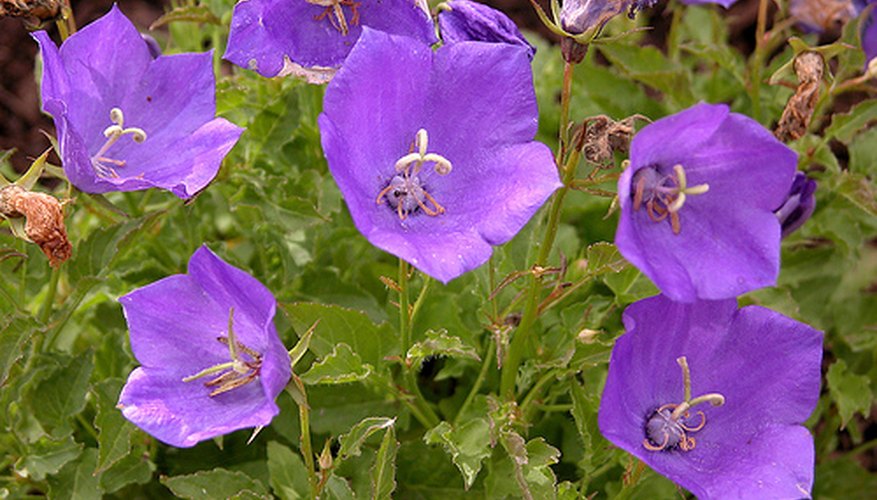 Balloon flowers can be blue, white or pink in color. Balloon flowers can be blue, white or pink in color.