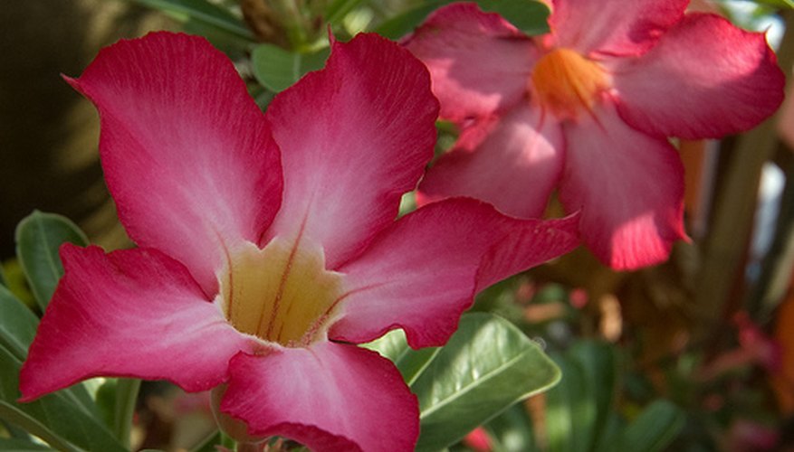 Adenium obesum flowers Adenium obesum flowers
