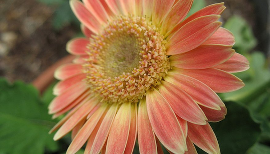 Gerbera daisy flowers are comprised of hundreds of smaller flowers. Gerbera daisy flowers are comprised of hundreds of smaller flowers.