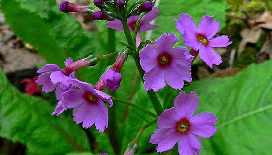 Primula japonica in bloom. Primula japonica in bloom.