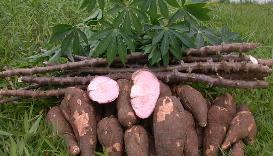 Cassava Farms Cassava Farms