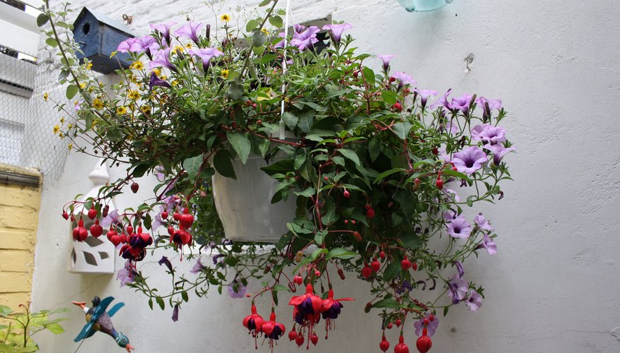 Hanging Basket Hanging Basket