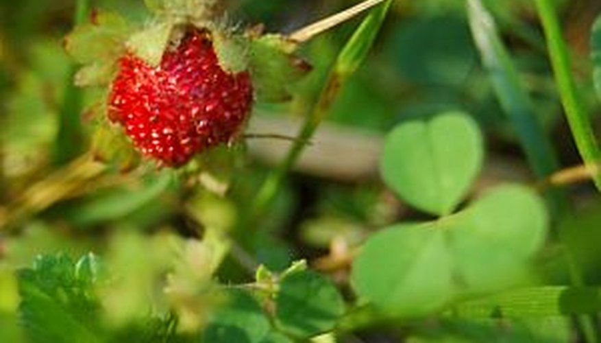 Start strawberry plants in the spring to yield a bountiful harvest. Start strawberry plants in the spring to yield a bountiful harvest.