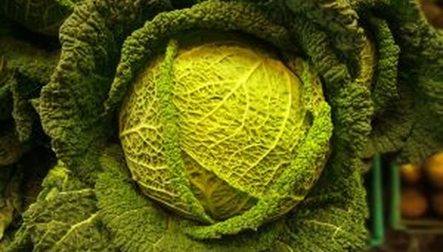 Green cabbage is the most popular variety of cabbage. Green cabbage is the most popular variety of cabbage.