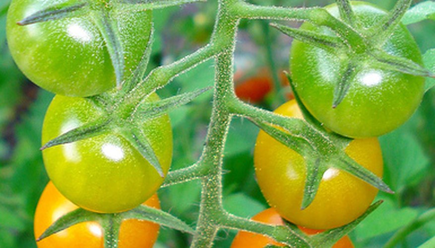 You can save money by saving tomato seeds for your next crop. You can save money by saving tomato seeds for your next crop.