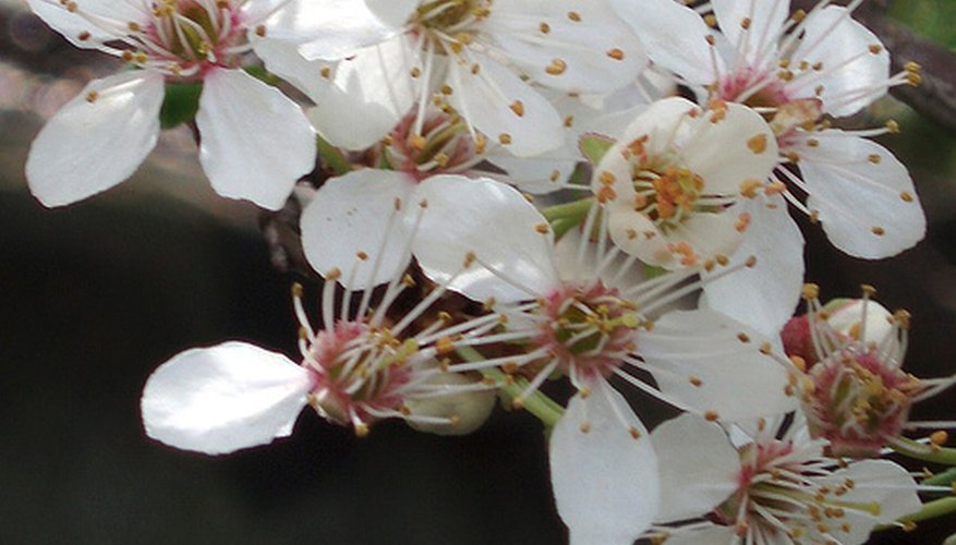 Plum Flowers Plum Flowers