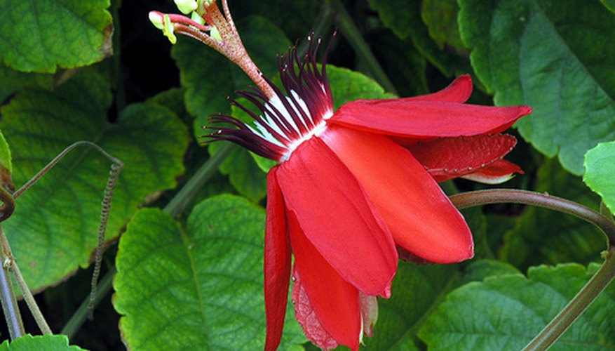 Red passion flower bloom. Red passion flower bloom.