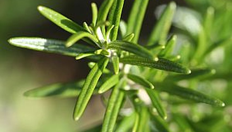 Rosemary plant. Rosemary plant.