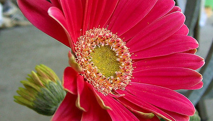 Gerbera daisy in bloom Gerbera daisy in bloom