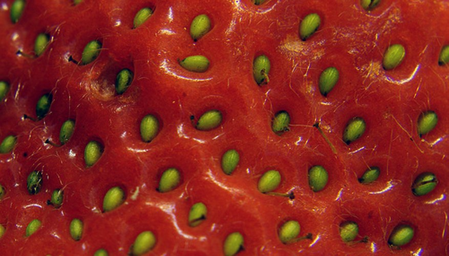Planting strawberries from seed takes patience and planning. Planting strawberries from seed takes patience and planning.