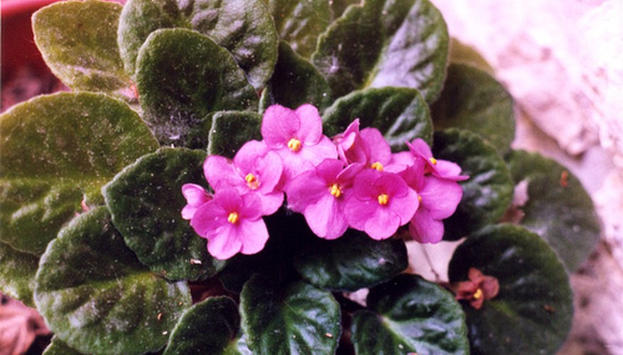 African Violet African Violet