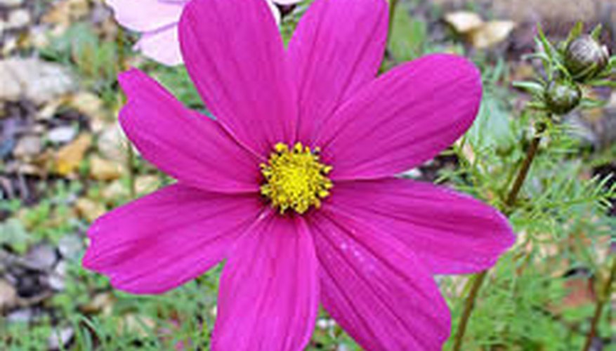 Pink cosmos blooms in warm seasons. Pink cosmos blooms in warm seasons.