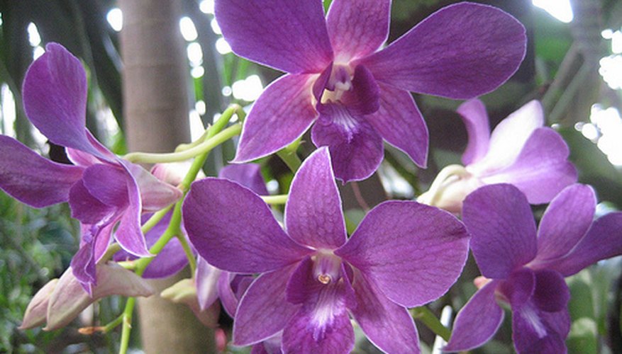 Dendrobium orchid Dendrobium orchid