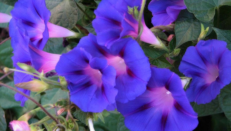 Morning Glories Morning Glories