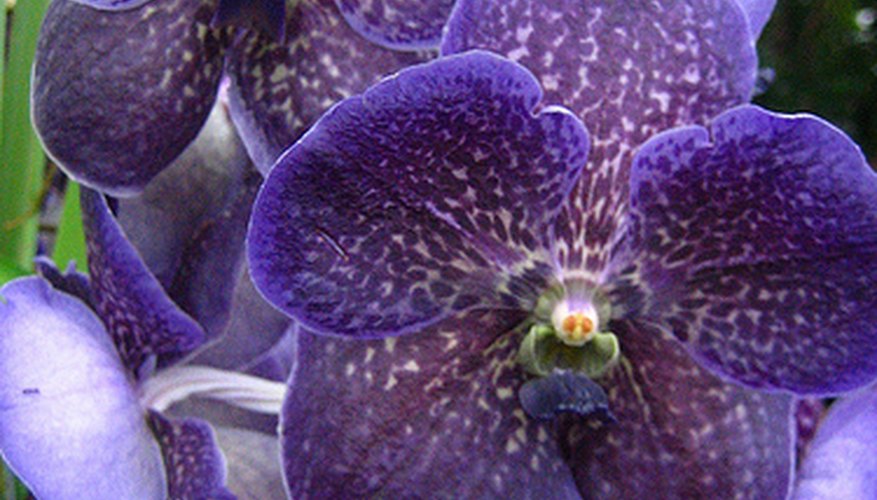 Vanda orchid Vanda orchid