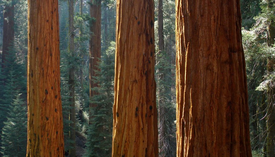 The mighty redwood grows over 200 feet. The mighty redwood grows over 200 feet.