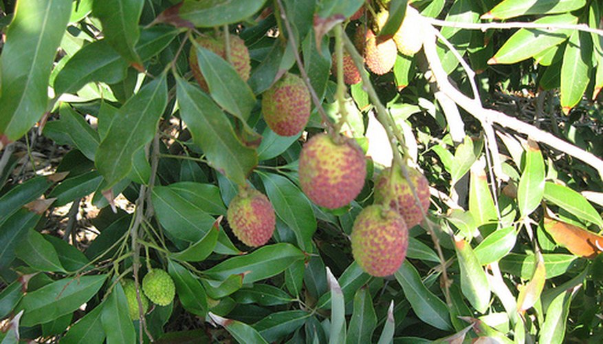 Lychee Tree Lychee Tree