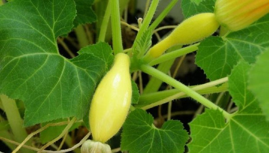Growing squash is easy. Growing squash is easy.