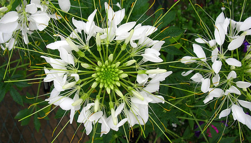 Cleome flowers bloom in summer through fall. Cleome flowers bloom in summer through fall.