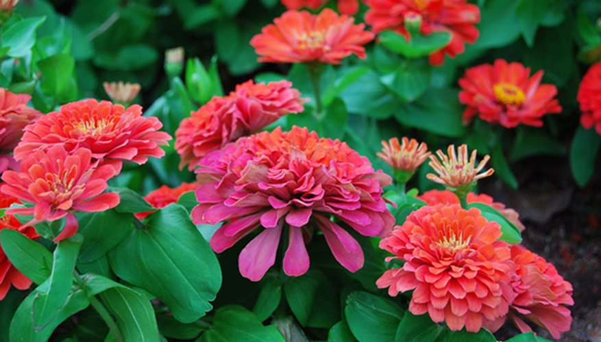 Zinnias are very easy to grow. Zinnias are very easy to grow.