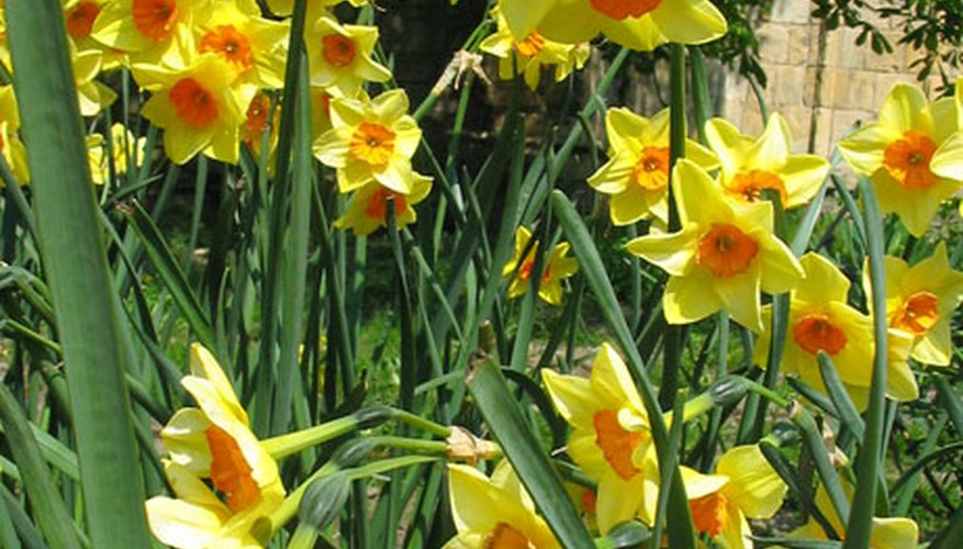 Daffodils Daffodils