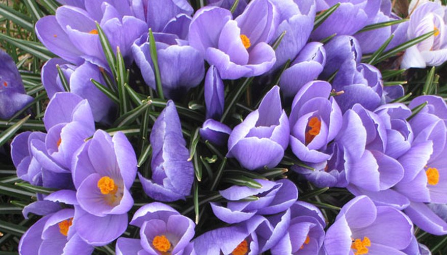Purple Crocuses Purple Crocuses