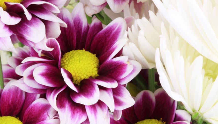 Dahlia Dahlia