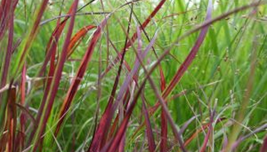 The red color of Japanese blood grass can spice up any garden. The red color of Japanese blood grass can spice up any garden.