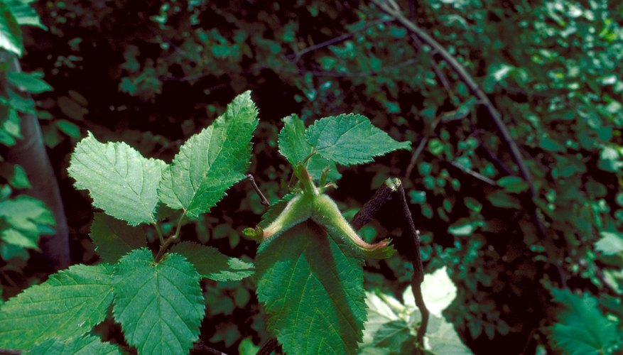 Beaked hazelnut Beaked hazelnut