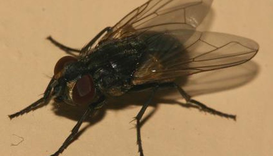 Pesky Housefly. Pesky Housefly.