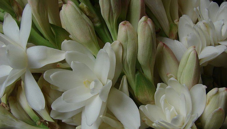 Tuberose Polianthes stalks in bloom Tuberose Polianthes stalks in bloom