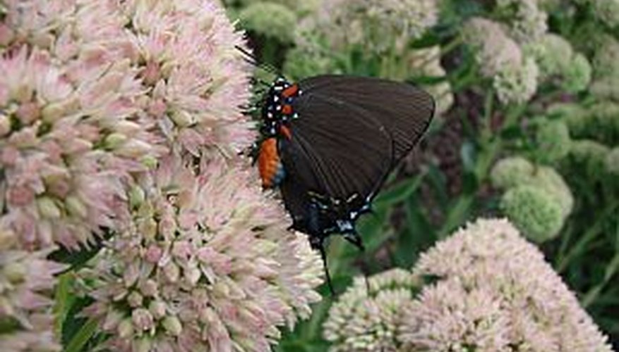 Butterfly on a sedum plant Butterfly on a sedum plant