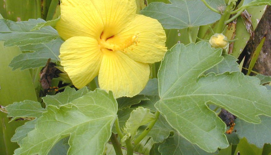 The hibiscus brackenridgei, or yellow hibiscus, Hawaii's official state flower The hibiscus brackenridgei, or yellow hibiscus, Hawaii's official state flower