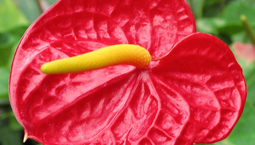 A vibrant red anthurium, or anthurium andraeanum A vibrant red anthurium, or anthurium andraeanum