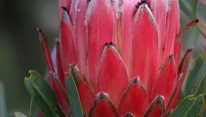 Protea neriifolia, or protea, is one of Hawaii's most unusual flowers Protea neriifolia, or protea, is one of Hawaii's most unusual flowers