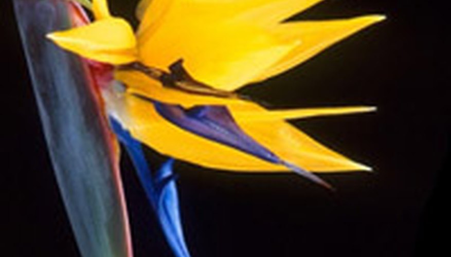 Strelitzia reginae, the bird of paradise, is an international symbol of natural Hawaiian beauty Strelitzia reginae, the bird of paradise, is an international symbol of natural Hawaiian beauty