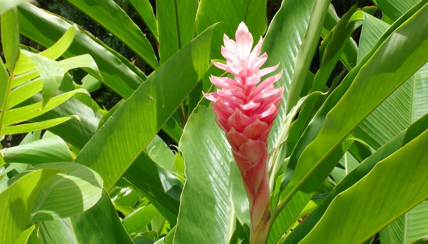 A bright pink alpinia purpurata, or ginger flower A bright pink alpinia purpurata, or ginger flower