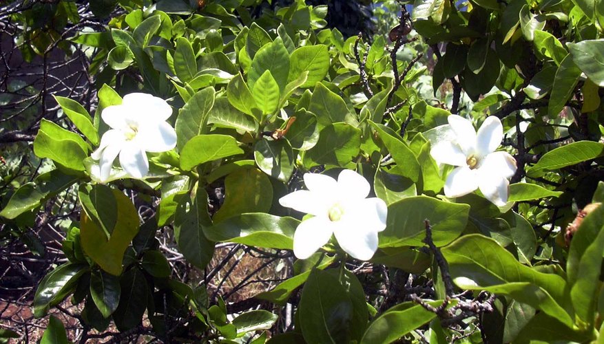 Gardenia brighamii Gardenia brighamii